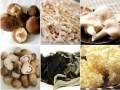 Bí quyết: 6 loại nấm tốt nhất cho sức khỏe