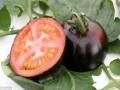 Kinh nghiệm hay: Cà chua đen có khả năng ngăn ngừa ung thư